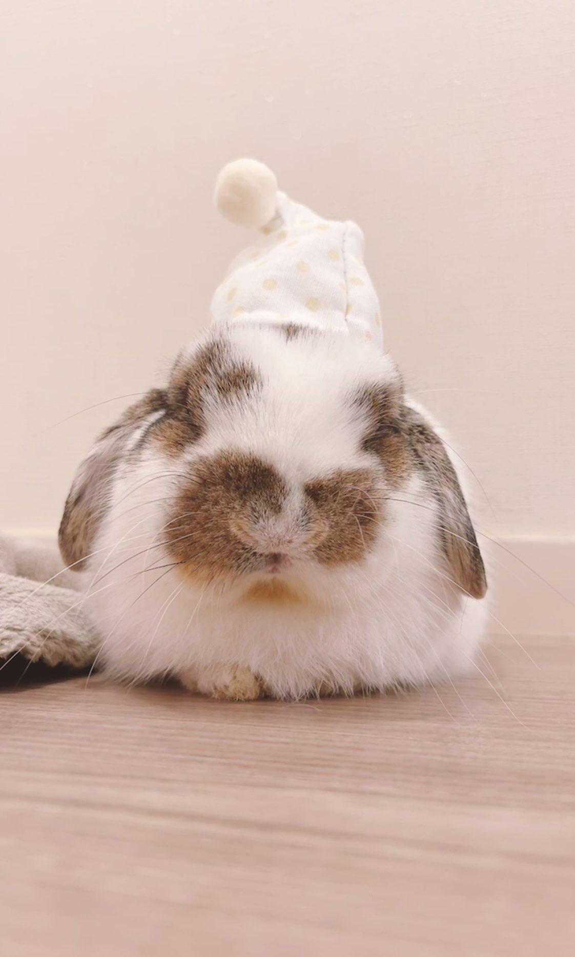 うさぎのうさじ on X: 