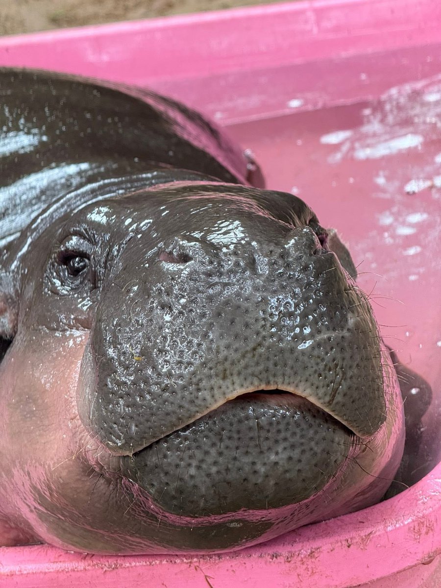 Moo Deng doing Moo Deng things 🦛🫧