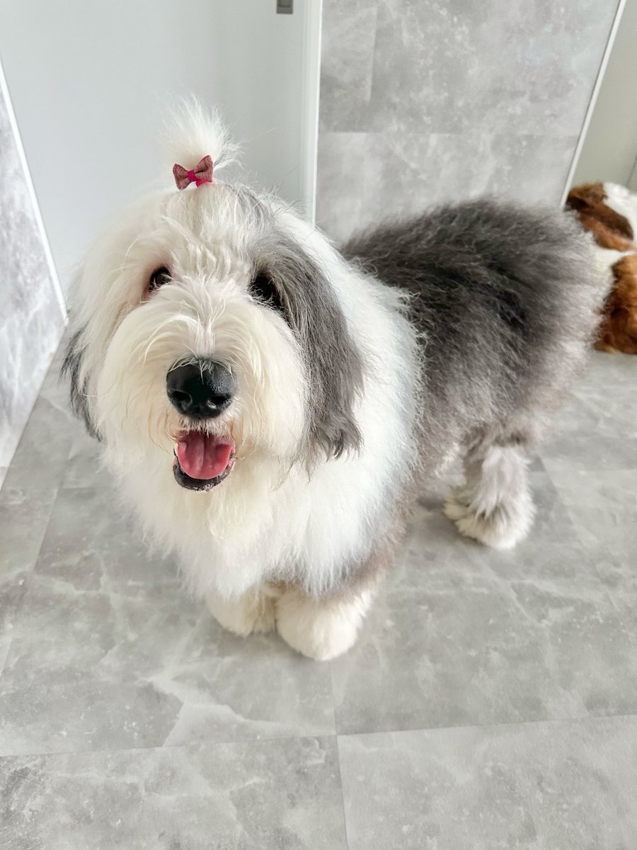 大型犬カフェGRAND MOU《ぐらんむー》 tweet media