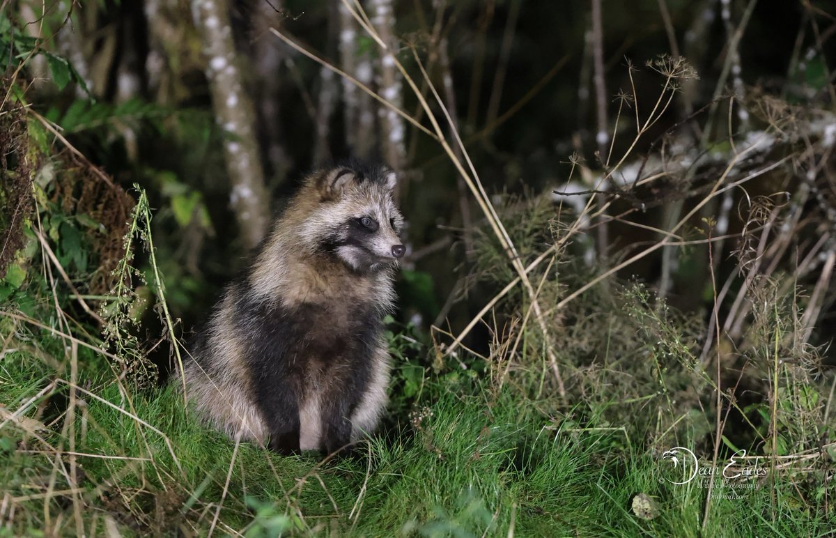 Raccoon dogs 
With Phil  <a href="/WildlifedreamsP/">Wildlife-Dreams</a> 
#Estonia <a href="/visitestonia/">Visit Estonia</a>
Superb tour big  thanks Phil and Elaine 
Many thanks 
BirdMad.com