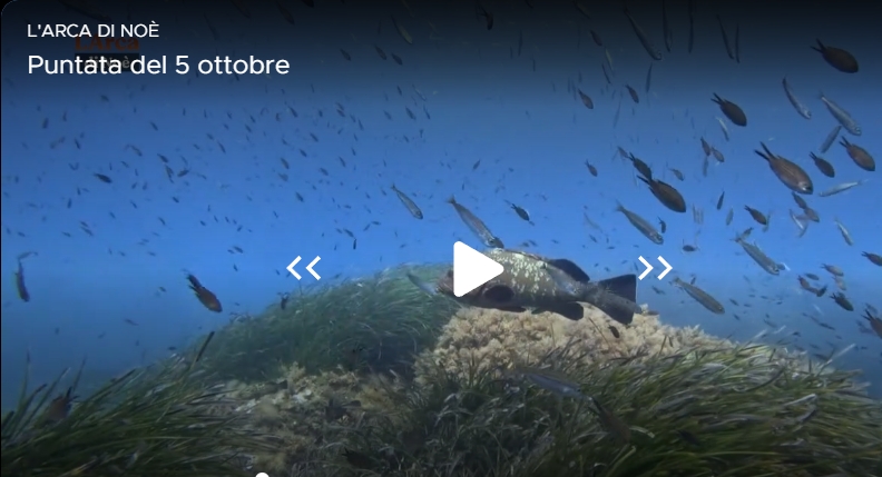 Nella puntata di ieri de L'Arca di Noè, un bellissimo servizio curato dalla giornalista Maria Luisa Cocozza ha raccontato l'anima di #SEIF e del lavoro che, come Fondazione, portiamo avanti sul territorio.
Vedi il servizio qui (dal min 00:37)👇
mediasetinfinity.mediaset.it/video/larcadin…