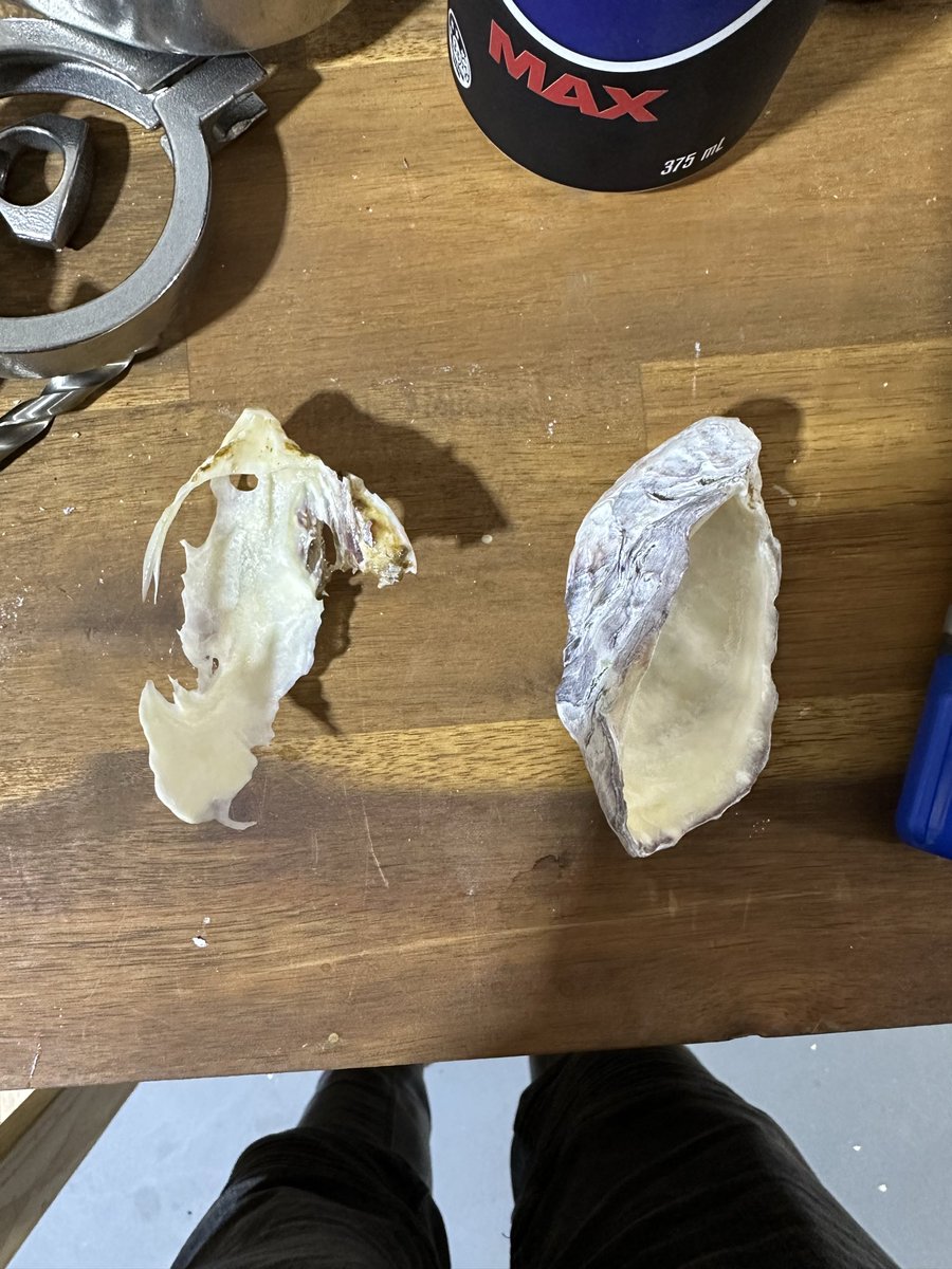 DaleBascomb's tweet image. coffin bay oysters are in the wash as a ph buffer.. works a treat. and the yeast are happy eating sugar and pooping out alcohol.. heres one shell after 3 days in 270L wash..