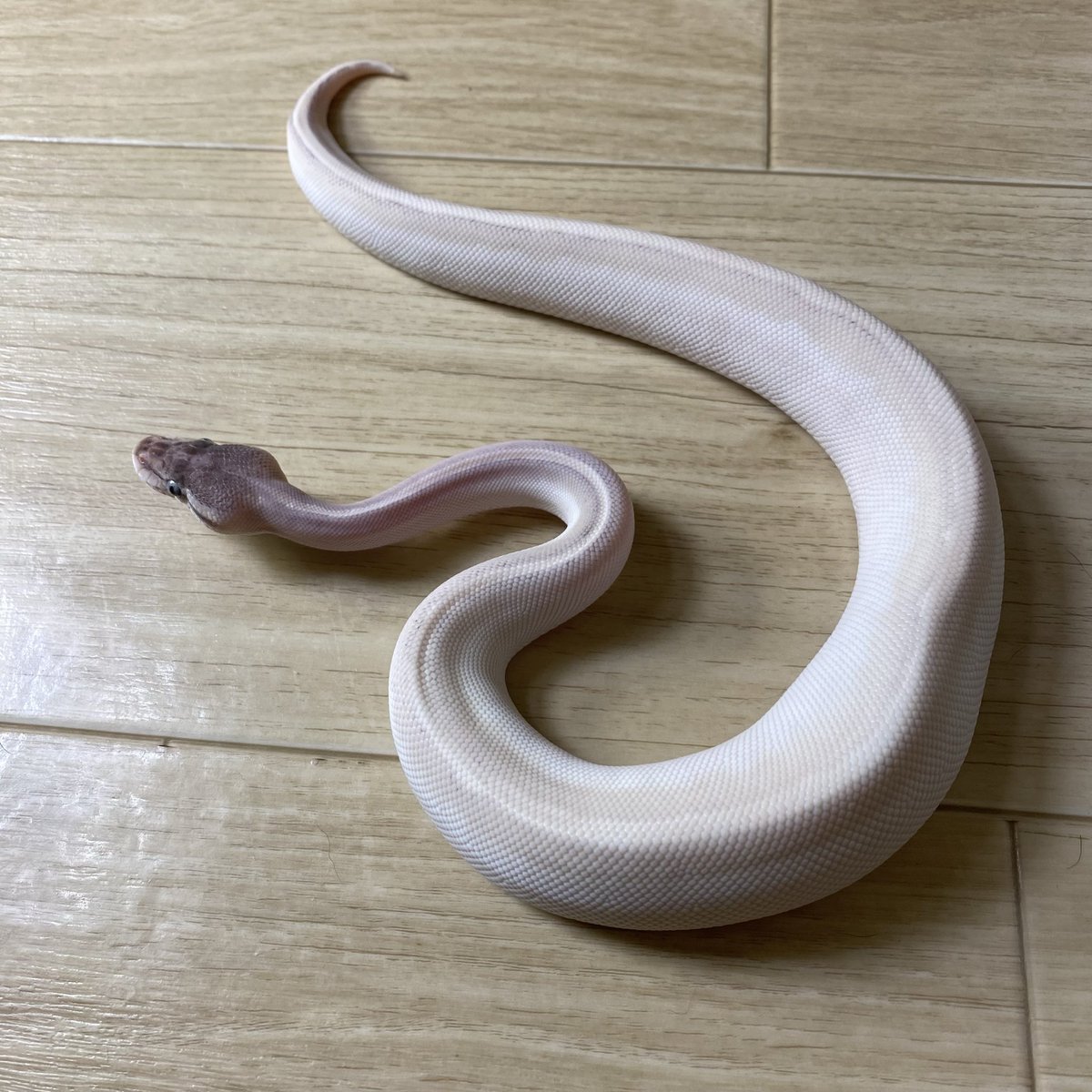 Basic_bp's tweet photo. 淡い柄と頭の色味がお気に入りです🥰

ファントムモハベ poss オレンジドリームジャバ 100% Het ゴースト︎︎ ♀
¥60,000

2024/10/17 Basic CB https://t.co/aiwBPLWKES