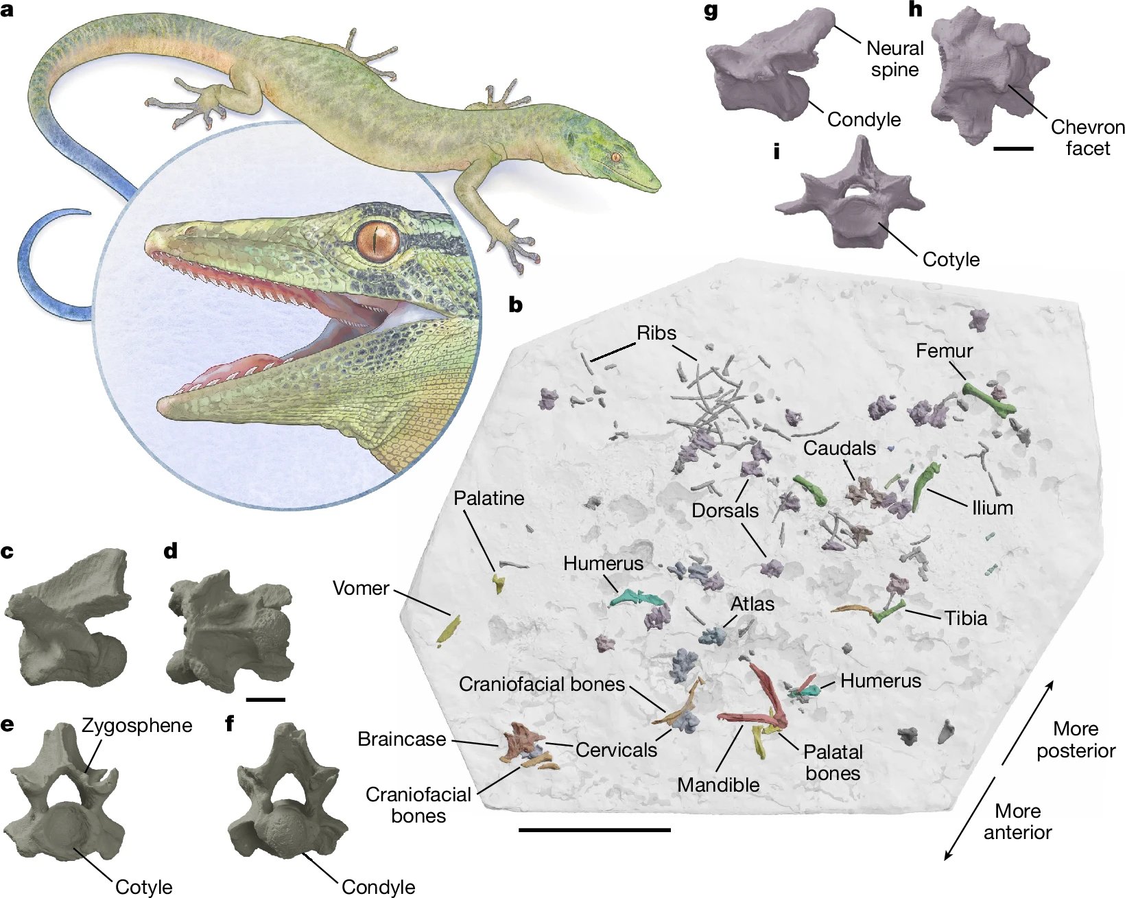 コレクター必見！！！正体不明  肉のような水石 コレクター必見！！！正体不明 肉のような水石