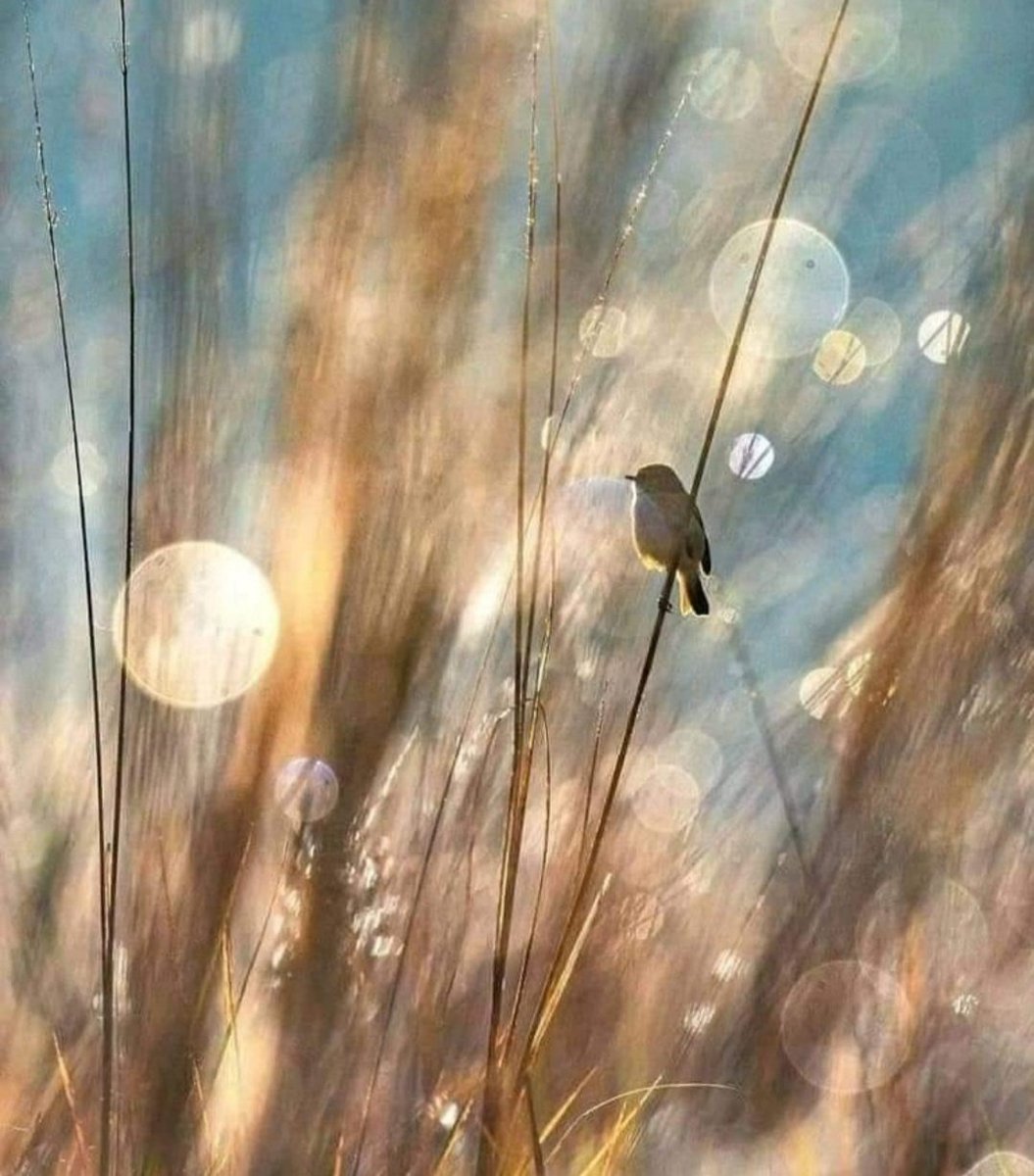 Miep51082958's tweet image. #Fragile