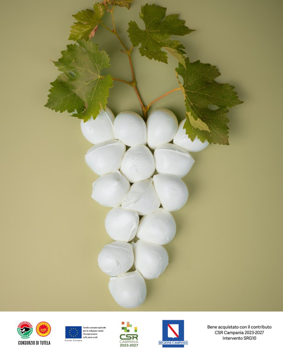 Tempo di vendemmia? 🍇 
Noi quest’anno raccogliamo solo… bocconcini di Mozzarella di Bufala Campana DOP! 🐃

#mozzarelladop #dop #mozzarelladibufalacampana #bufalacampana