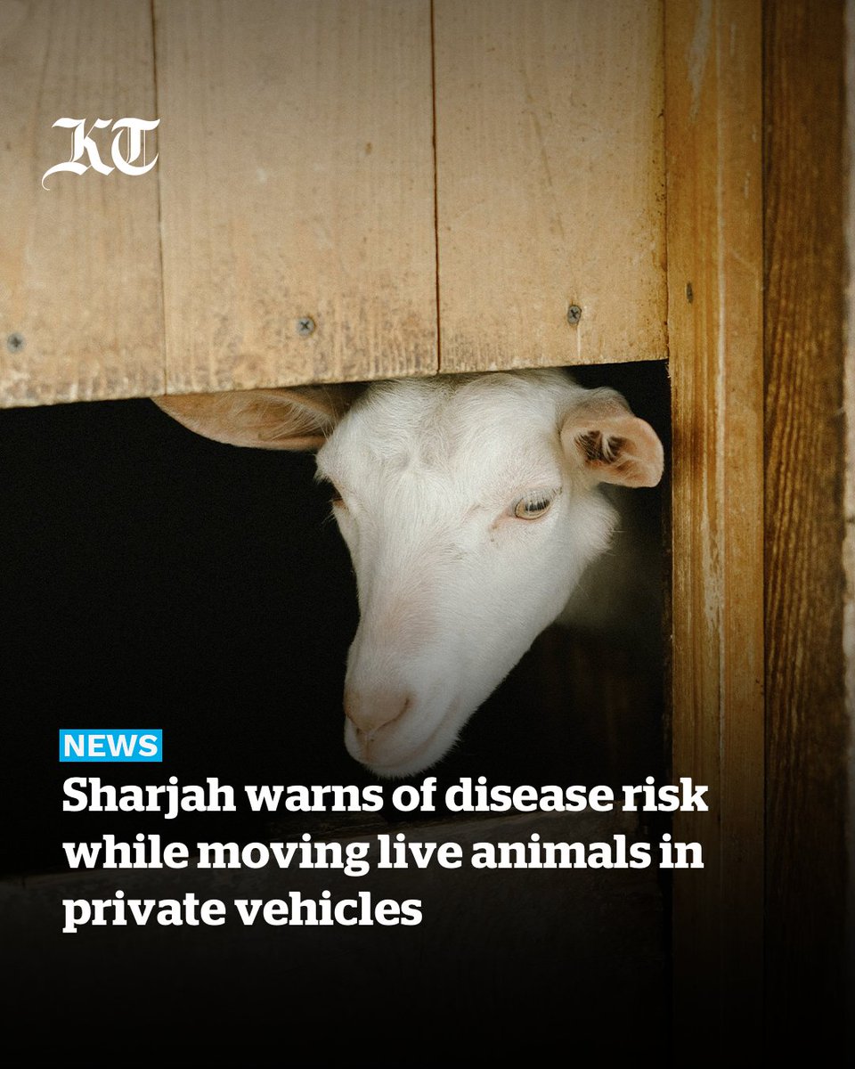 khaleejtimes's tweet image. Residents and motorists in #sharjah have been warned against #transporting live #animals in private vehicles.

Sharjah Municipality urged drivers to only use licensed and properly equipped vehicles for this purpose.

khaleejtimes.com/uae/sharjah-wa…