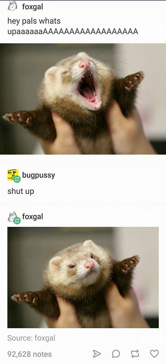 Ferret Friend (@ferretfriend__) on Twitter photo 
