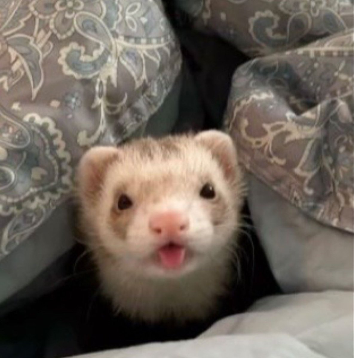 Ferret Friend (@ferretfriend__) on Twitter photo 