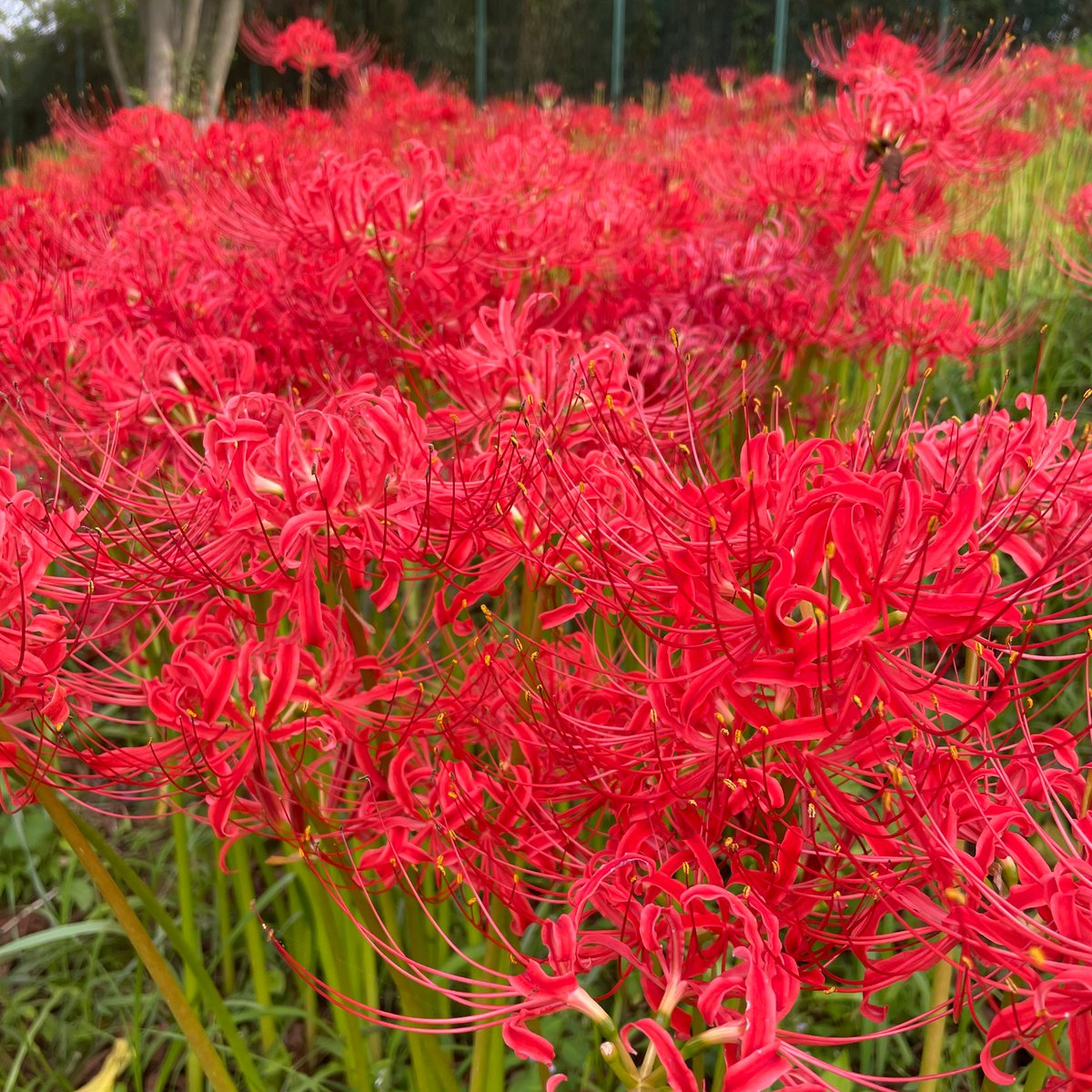 そういえば曼珠沙華を見に行ってました！ 赤が凄かった 🌹
曼珠沙華って球根に毒があるらしいですね。