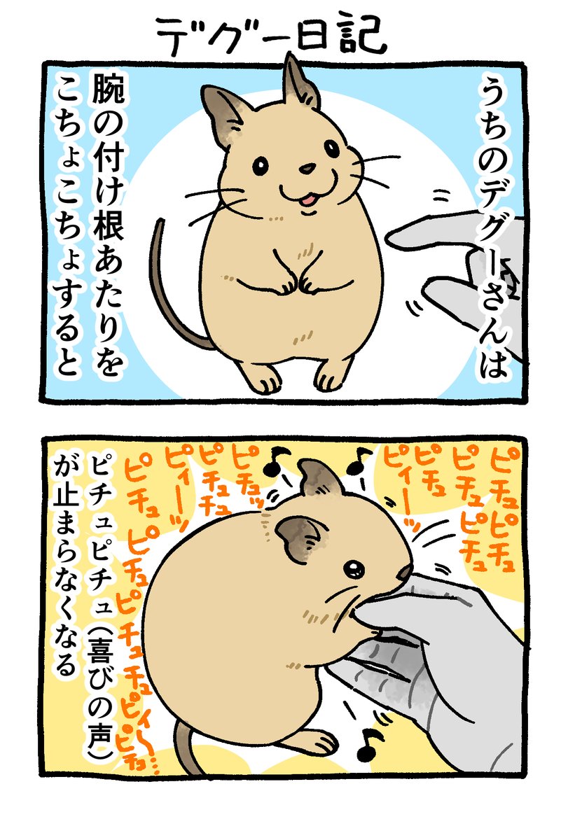 tachibana_manga's tweet image. デグー日記🐹ピチュピチュのツボ