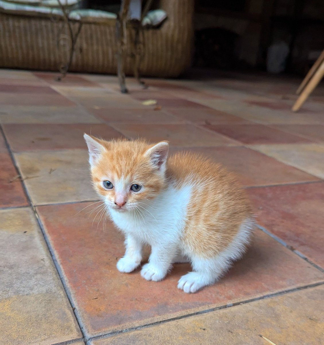 Віддаю скарб: руда киця шукає собі теплий дім і люблячих господарів. Їй 1,5 місяців і вона котячий ідеал - любить людей і гратися (ну добре, найбільше вона любить поїсти), має пухнасту шерсть прекрасного кольору, дуже смілива і ласкава. Відриваю від серця ❤️