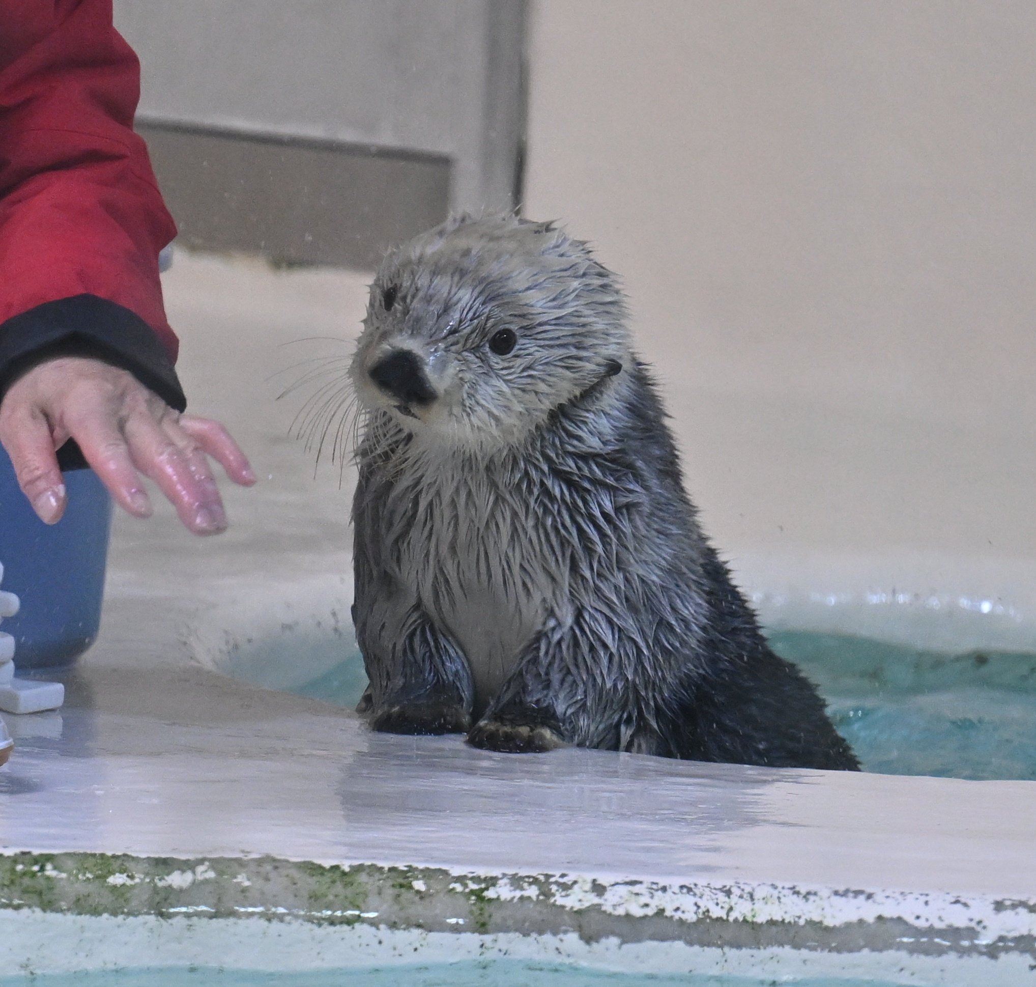 キラちゃん デッコイチャフ on X: 