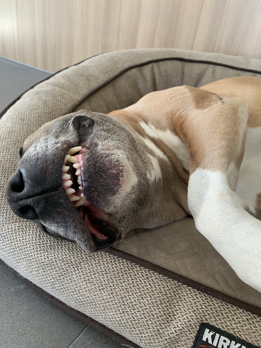 DiannaConstant2's tweet image. This is a proof of life post, pals. Thanks to our friends who have checked in on us. 
Mum says being in her 50’s is an “interesting” time. Like others, she’s balancing work, caring for aging parents and spending time with her family. Lucky she’s got me in charge of her diary. 🤣