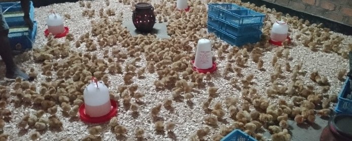 Umupangayi_001's tweet photo. โค๏ธ 8. Comfort & Care
Handle chicks gently.
Avoid overcrowding:
50 chicks/mยฒ (first week) โ reduce as they grow.
Give time, attention, and observation daily.
#PoultryFarming
#FarmWithWBF
#ExcellenceInFarming https://t.co/nlU0SsMsxk