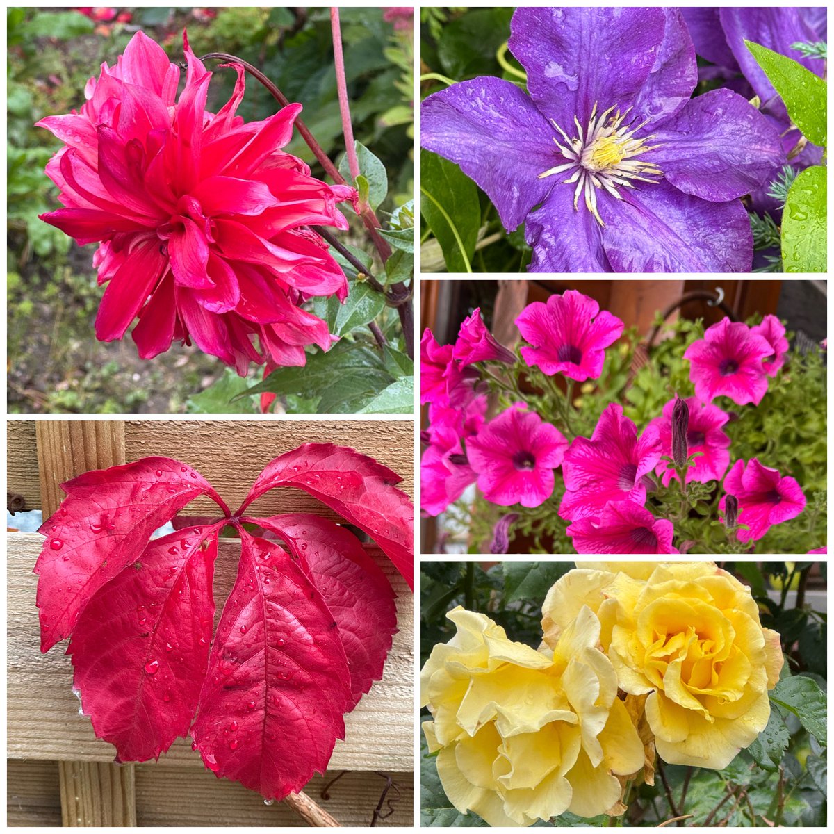 Izabella Niewiadomska ❤️ tweet media