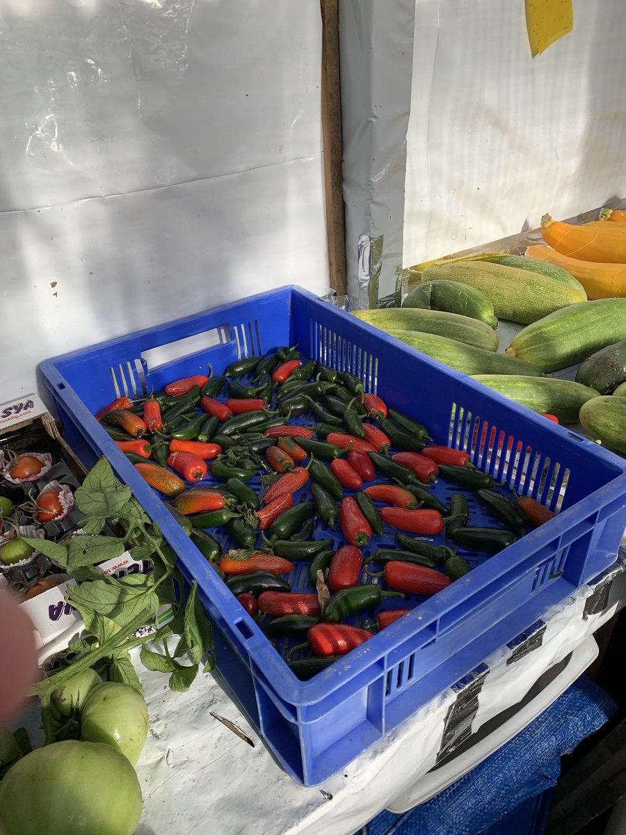 I will be pickling these jalopeno chillies soon