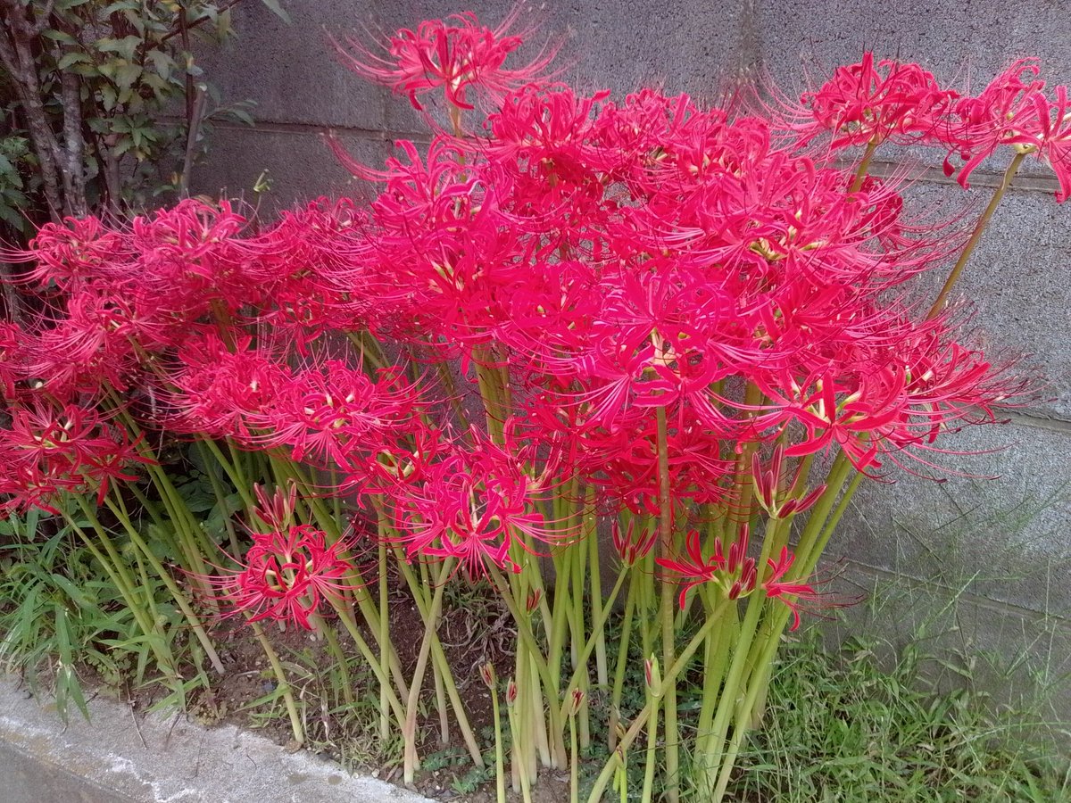 Crft_Gen's tweet photo. 家の曼珠沙華が咲き始めました。
白と赤の２色です。

さて、茨城県石岡市のこんこんギャラリーさんでの２人展の後半が、今週９日（木）より始まります。
ぜひ、遊びに来てくださいね! https://t.co/Qn7JSIGyhu