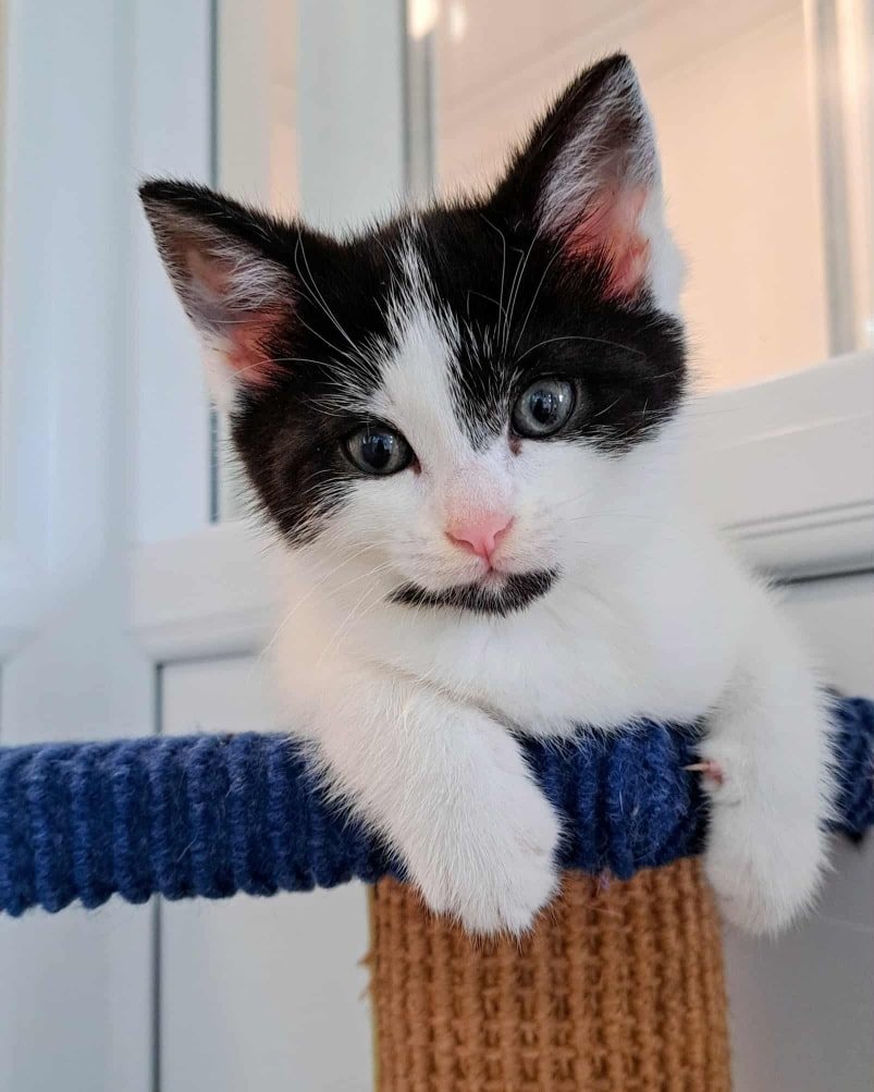 Coventry Cat Group tweet media