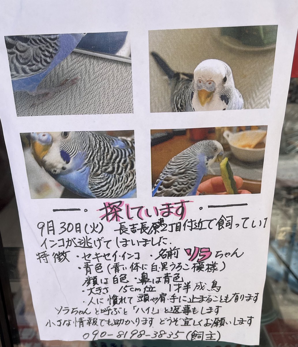 takashi_dora4's tweet image. インコちゃんが逃げたみたい
見つかるといいなぁ(*´-`)
#大阪市　#平野区