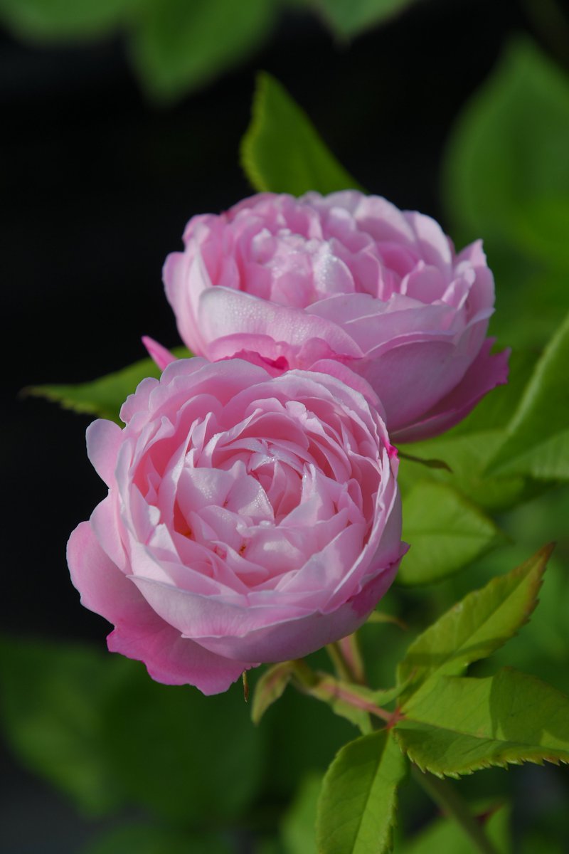 バラの家 公式本店 Rosa Orientis on X