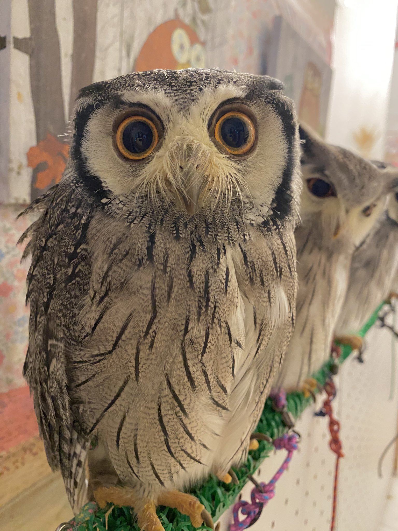OWLCAFE-フクロウのみせ月島 【公式】 on X: 
