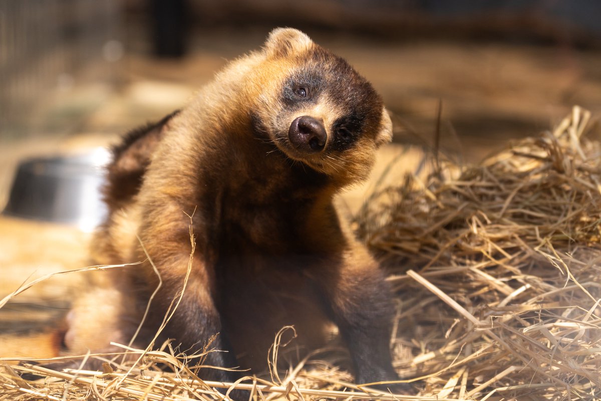 引き笑いのイオ 引オ (@xxylzx) / X