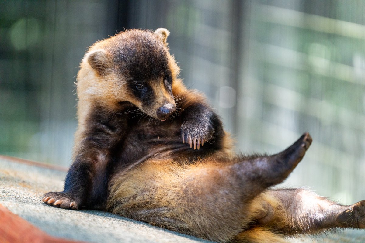 引き笑いのイオ 引オ (@xxylzx) / X