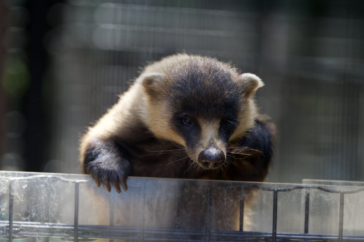 ♡ コイ 引き笑いのイオ 引オ (@xxylzx) / X