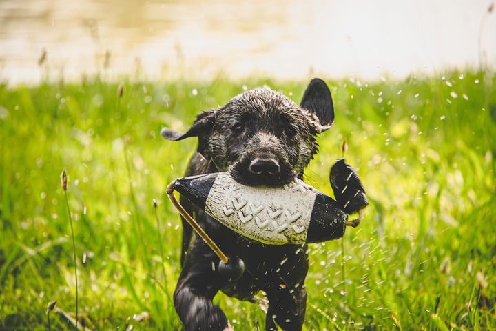 "Il n'y a pas de pattes trop petites"

Si tu as la réf' t'es un champion ! 😂

#ChienDeChasse #ChienDeVie #VieDeChienDeChasse #ChassePartage #Chasse #Passion
