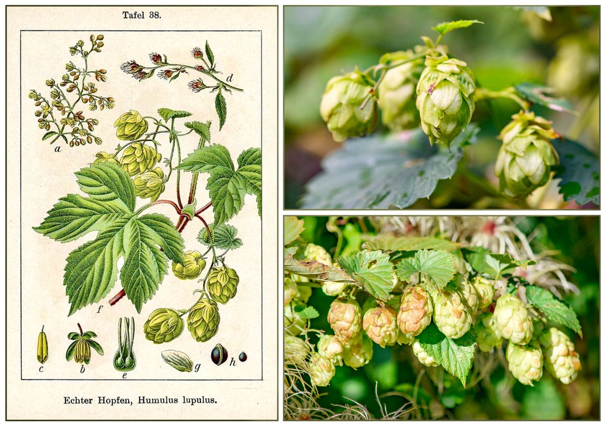 The hop, Humulus lupulus, is the third birth flower for those born in the month of October. It is also called the ‘beer flower’ because it is used as a flavouring in beer making. The leaves and flower-heads can also be used to produce a fine brown dye. #folklore #flowers #nature