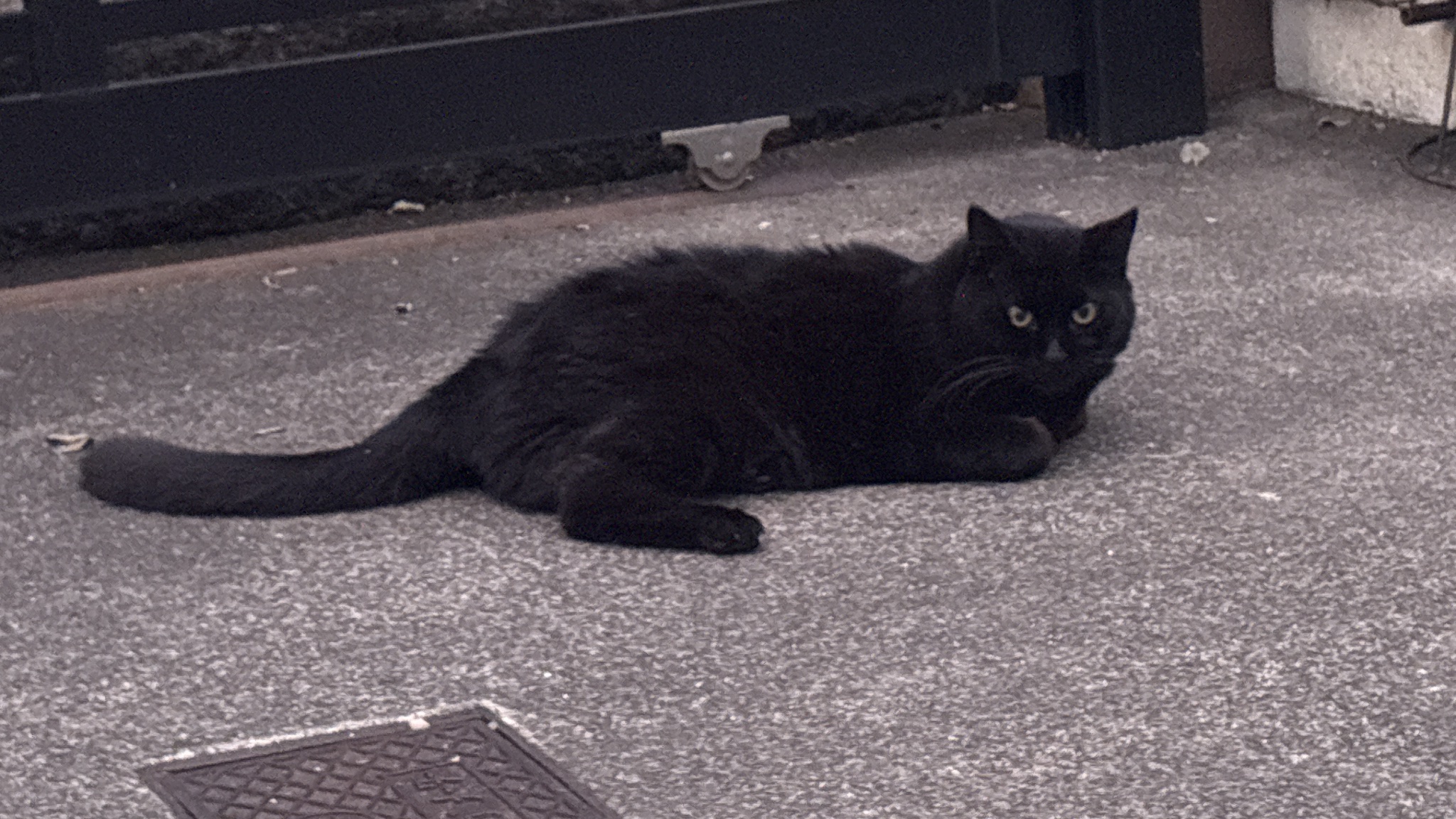 ねこねこ のせ猫 x 必勝 合格 210112 - YouTube