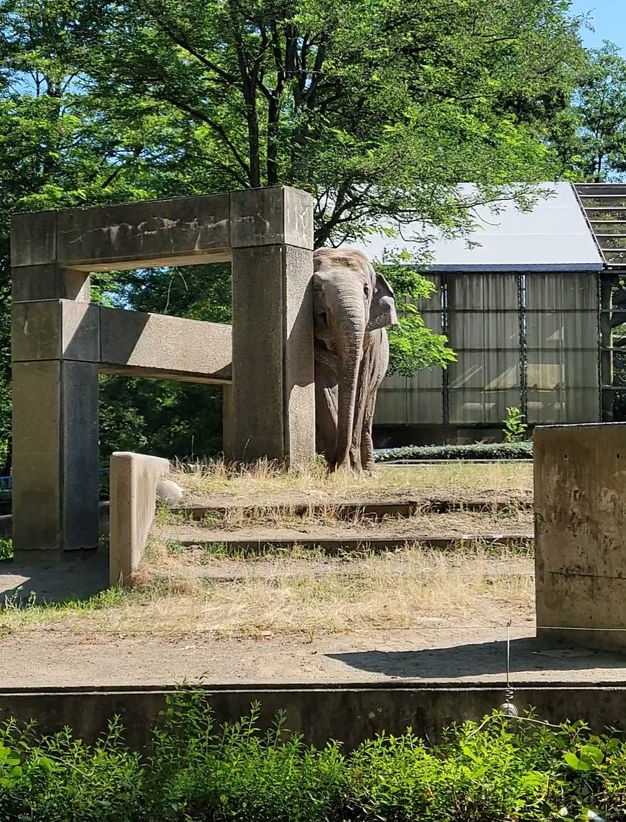 chausuyamazoo's tweet image. 穴ぼこだらけの地面⁉️
犯人は…
フーコさん🐘
お鼻や足で砂を掘って浴びるのが暖かい日の日課☺️

#茶臼山動物園
#城山動物園
#アジアゾウ
#フーコさん
来週は #秋の動物園まつり