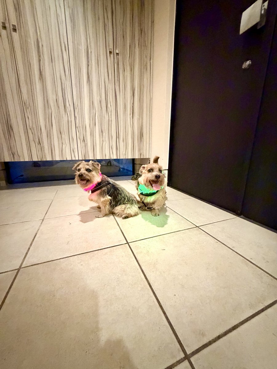 お散歩行ってきたよ🐶🎶