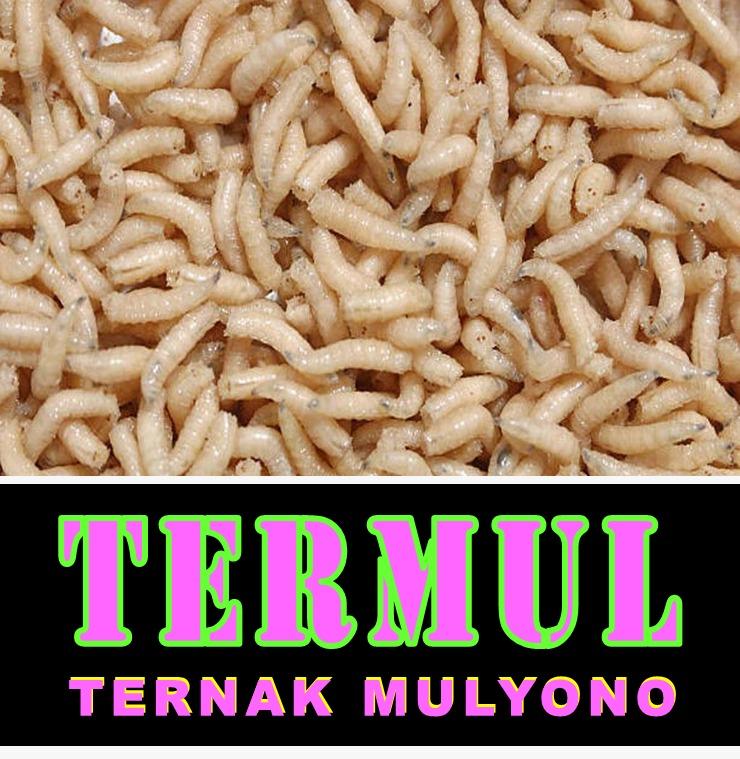 ADHIE M MASSARDI (@adhiemassardi) on Twitter photo BELATUNG POLITIK
sungguh, seburuk-buruk mahluk
adalah belatung
mereka tumbuh -  berbiak
dlm kebusukan yg nyata
ketahuilah
termul itu transformasi dari buzzeRp
sedangkan buzzeRp itu belatung
yg tumbuh & membiak
dlm kebusukan politik
zaman joko widodo
maka terkutuklah para termul BELATUNG POLITIK
sungguh, seburuk-buruk mahluk
adalah belatung
mereka tumbuh -  berbiak
dlm kebusukan yg nyata
ketahuilah
termul itu transformasi dari buzzeRp
sedangkan buzzeRp itu belatung
yg tumbuh & membiak
dlm kebusukan politik
zaman joko widodo
maka terkutuklah para termul