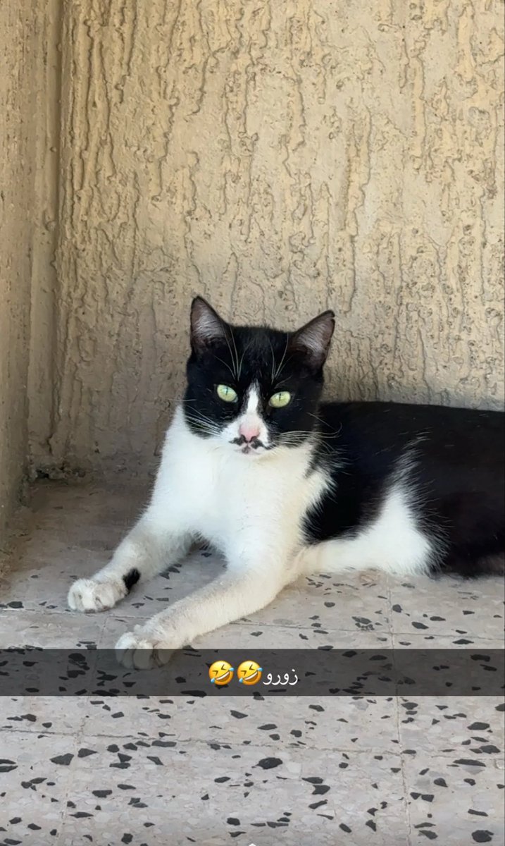 .
.
قطو حمش .. ماعنده روح وتعال هههههههههههههههه