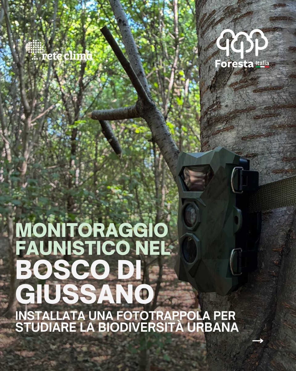ReteClima's tweet image. 🌍 Oggi è il #WorldHabitatDay: si riflettere sull’importanza di rigenerare #ecosistemi naturali e urbani. Le #NBS di Rete Clima, con #monitoraggio scientifico e #fototrappole, mostrano come proteggere gli habitat rafforzi #biodiversità e territori 🌿forestaitalia.it