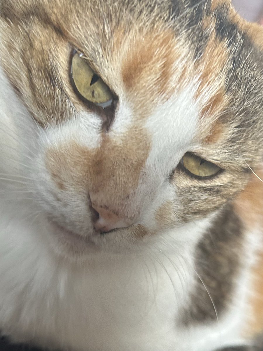 猫🐈