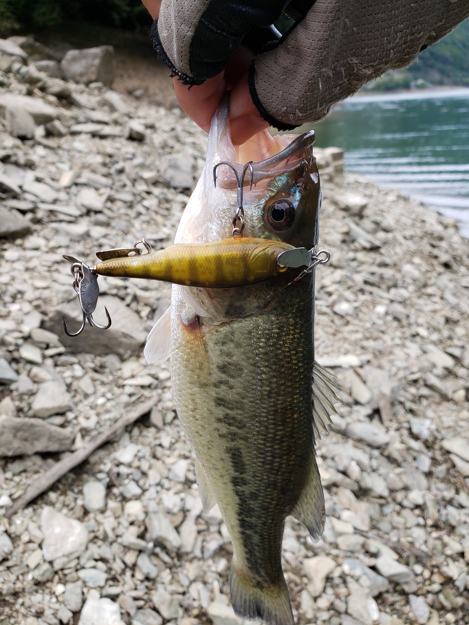 ニシネデンプシーテールユーズド3ヶセットユーズド ニシネデンプシーテールユーズド3ヶセットユーズド ニシネルアー