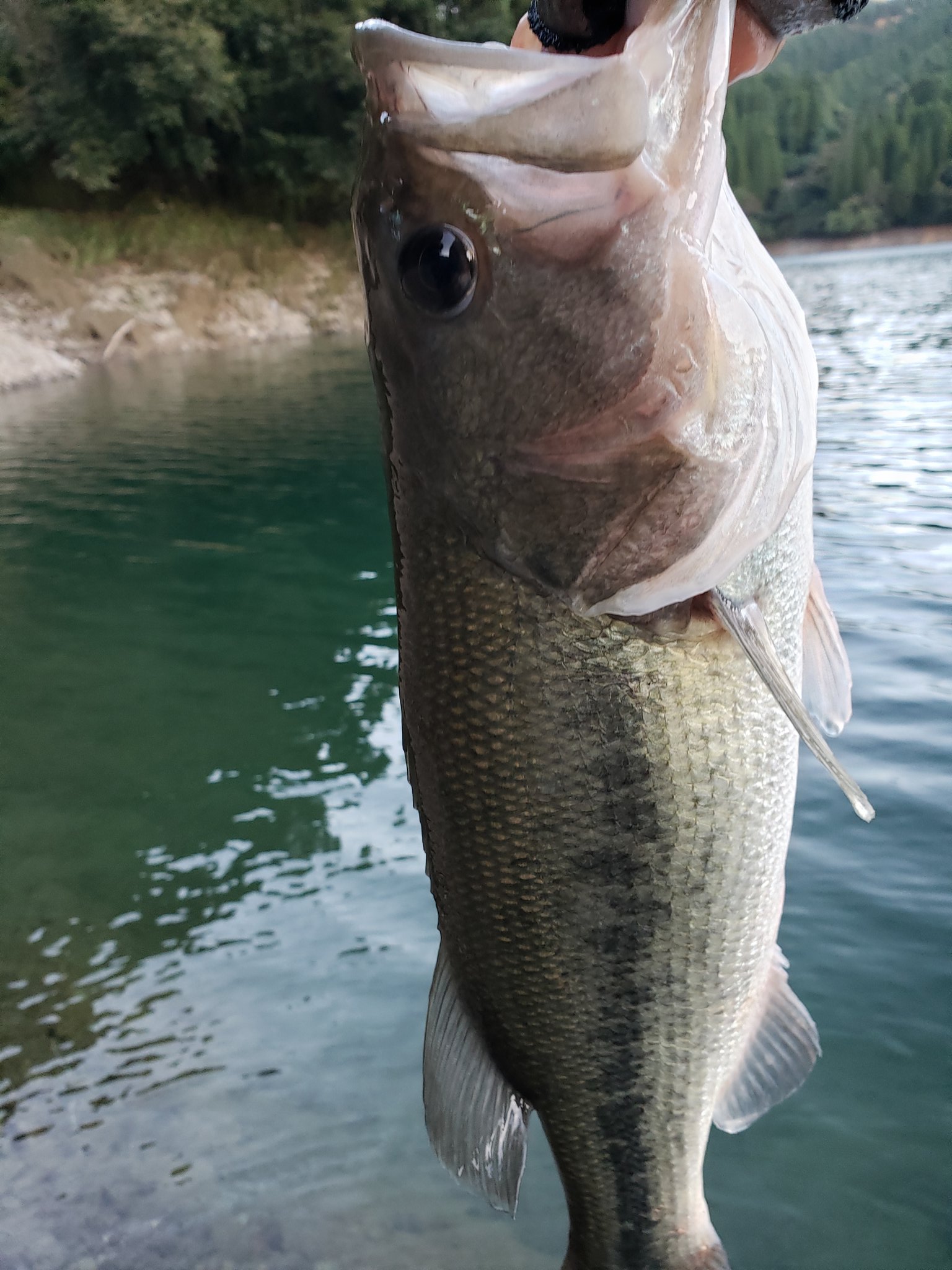 Nishine Lure Works (@Beatour27) / X