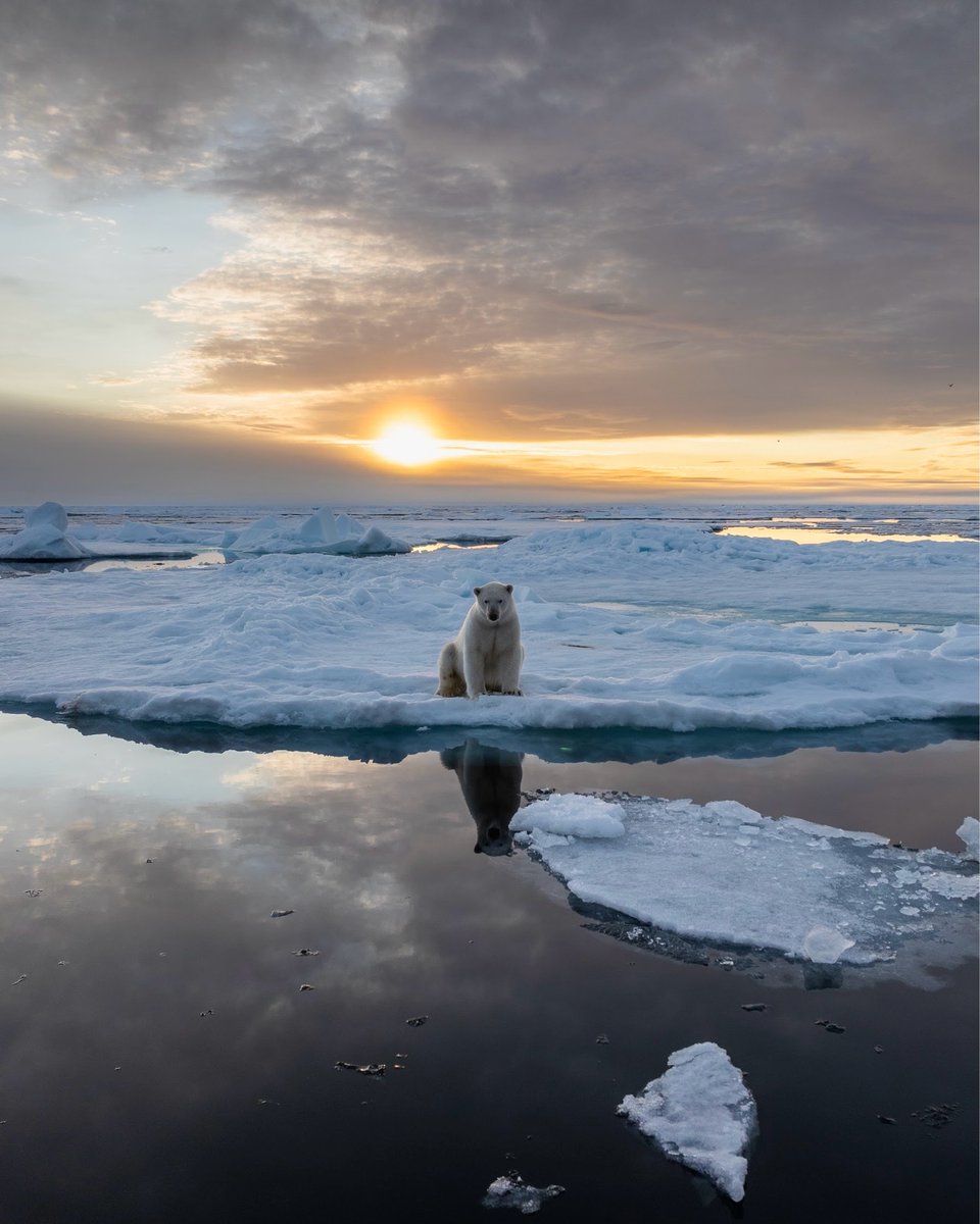 In celebration of it being World Animal Day over the weekend, show us your best animal photo. We will go first: 

📸 : @pietvandenbemd 

#Secretatlas #polarbear #arctic #photography #travel