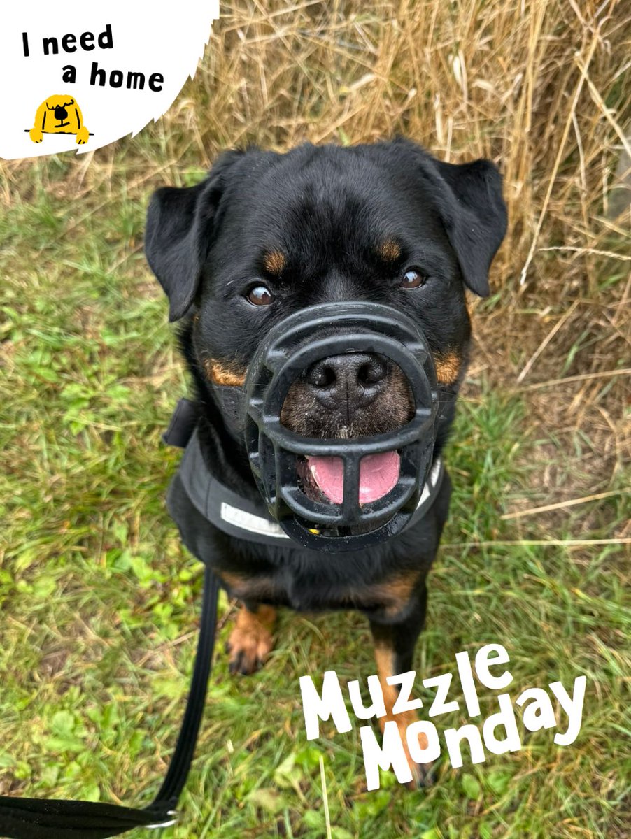 DT_Kenilworth's tweet image. Chester rocking his muzzle like a champ 💪💛

#MuzzleUp #MuzzleMonday #RescueDog #Rotti #Rottweiler #Rehome #Adopt