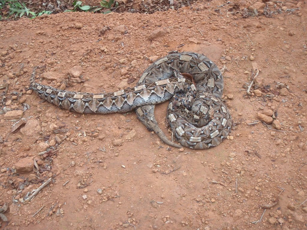 arojinle1's tweet image. How to identify gaboon vipers and other info

A gaboon viper is easy to understand. Once you see broken lines on an ankara material, it&apos;s gabion viper. That&apos;s why I added the last picture. Just think of gaboon viper as a road where overtaking and/or changing lanes is allowed.…