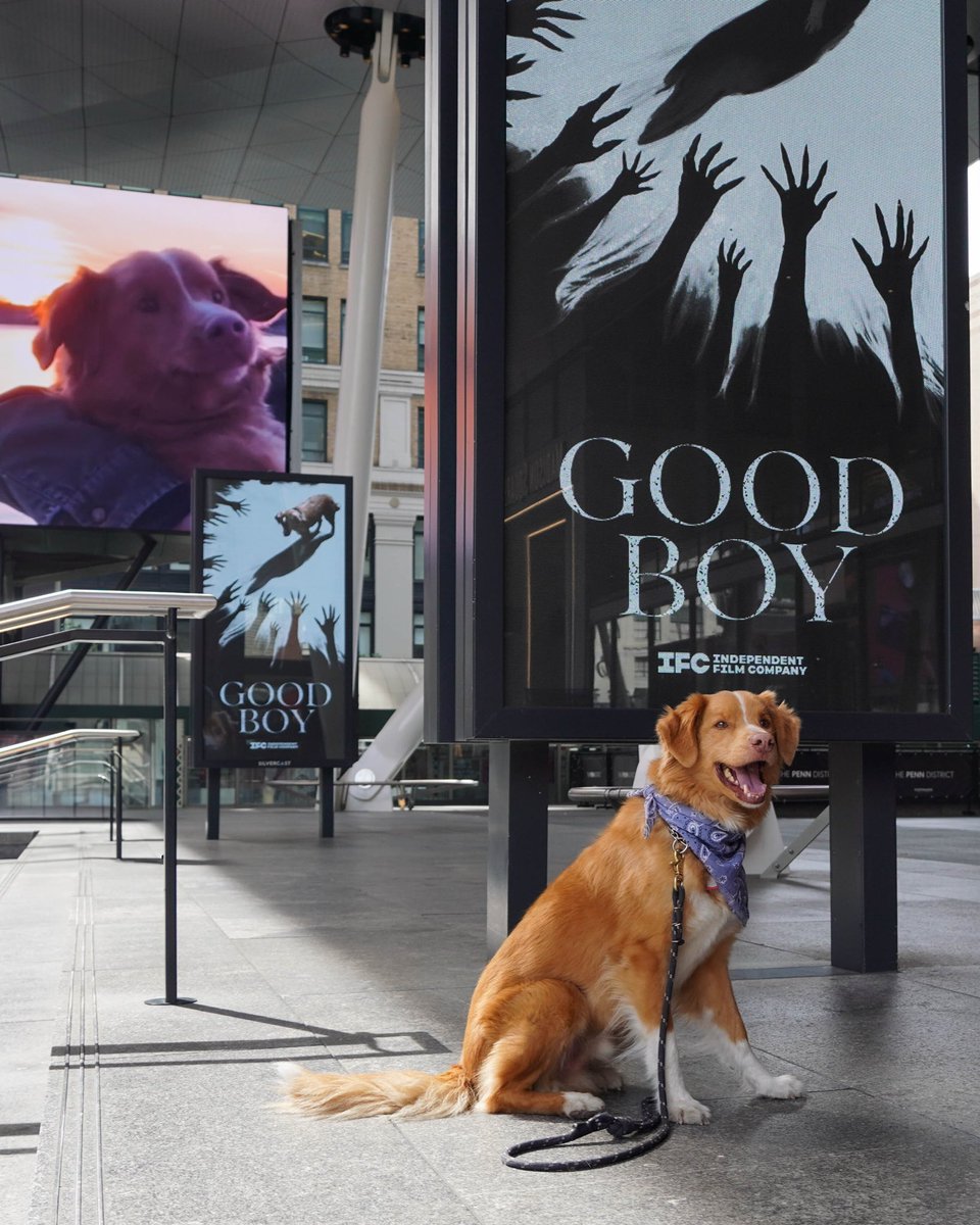 犬視点のホラー映画『Good Boy』の主役犬インディが尊すぎる...🐕