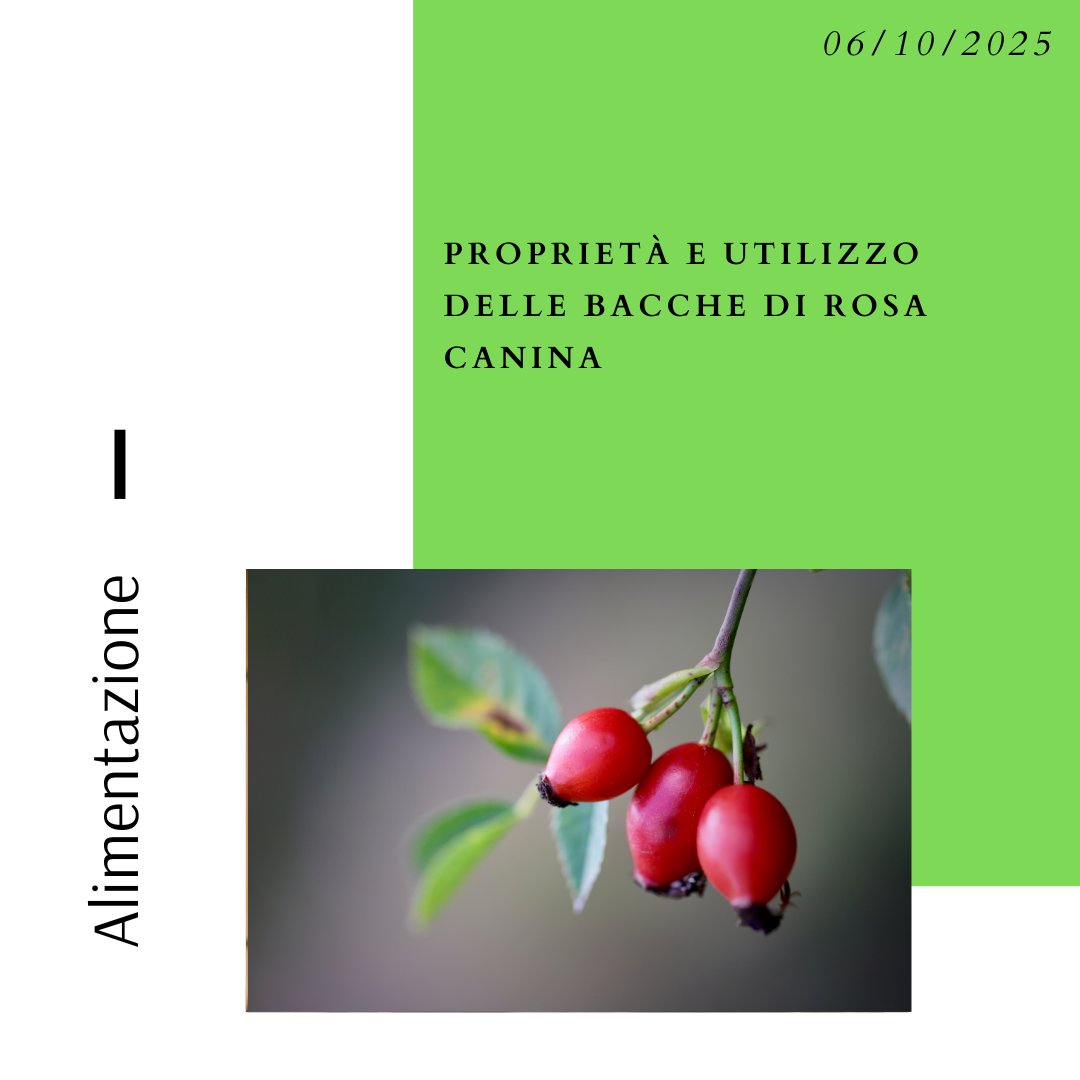 CTCU_BZ's tweet image. #Proprietà e #utilizzo delle bacche di #rosacanina
🔗 consumer.bz.it/it/proprieta-e…
#alimentazione #incucina #CTCU #infusietisane #marmellata