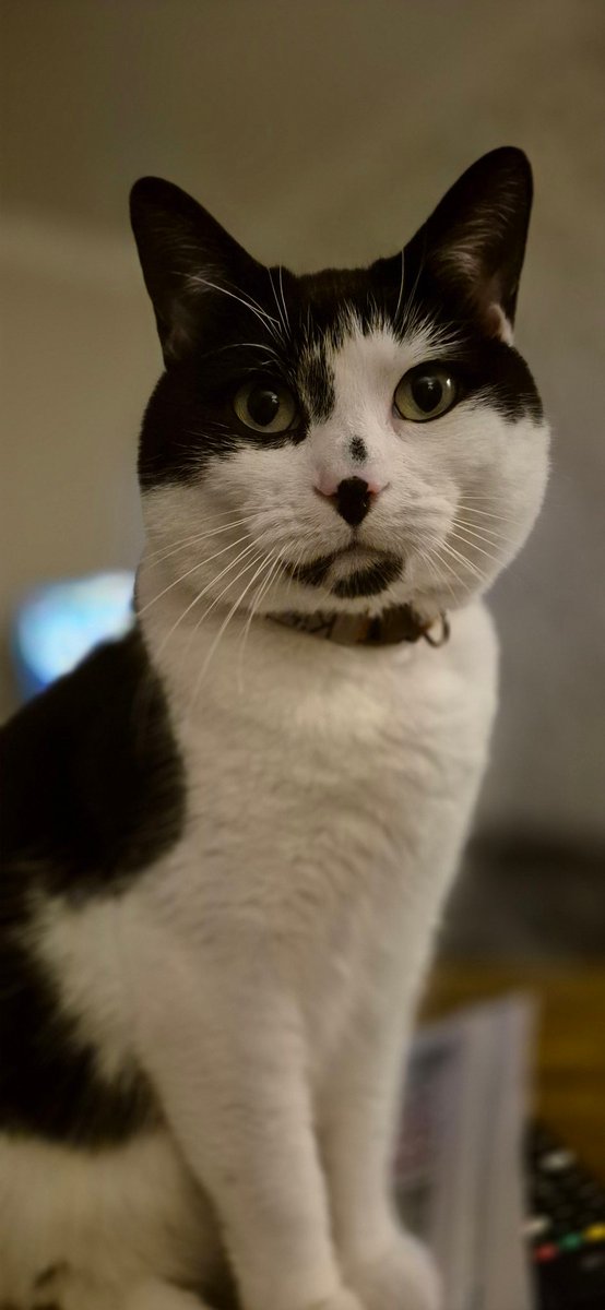 blushcherry41's tweet photo. @thekittenwinksy This is Kit the Cat, man of the house who we adopted 12 months ago https://t.co/PmQ6K7O9NN
