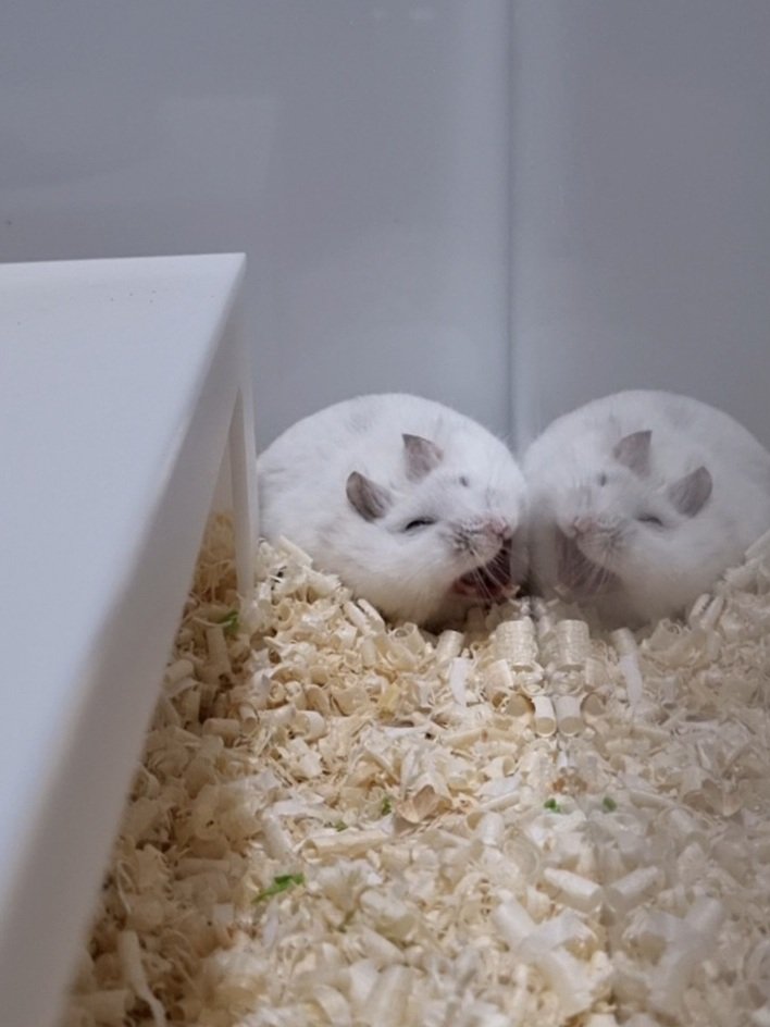 하품하는 모습은 언제 봐도 긔여움 ㅋㅋ