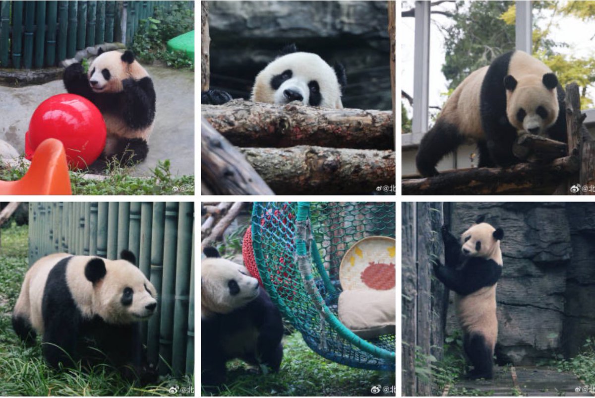 mickeyminnie611's tweet photo. #北京动物园
#吉年 #JiNian ママ大白兔DaBaiTu🐼
#福将 #FuJiang ママ瑛华YingHua🐼
中秋佳节🌕
大熊猫“吉年”、大熊猫“福将”
首次展出啦🤗
就在大熊猫奥运馆🩷💕
cr. 北京动物园微博 on Oct.6 https://t.co/GinmJg6ez7