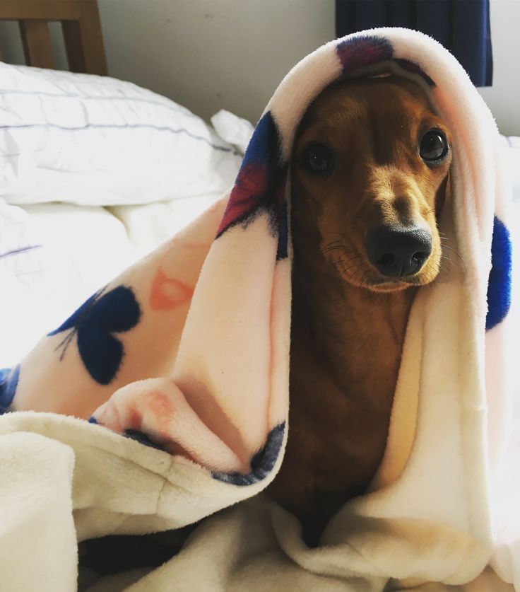 dachshundzones's tweet image. Dachshund Lovers ❤️❤️
#dachshund #dachshunds