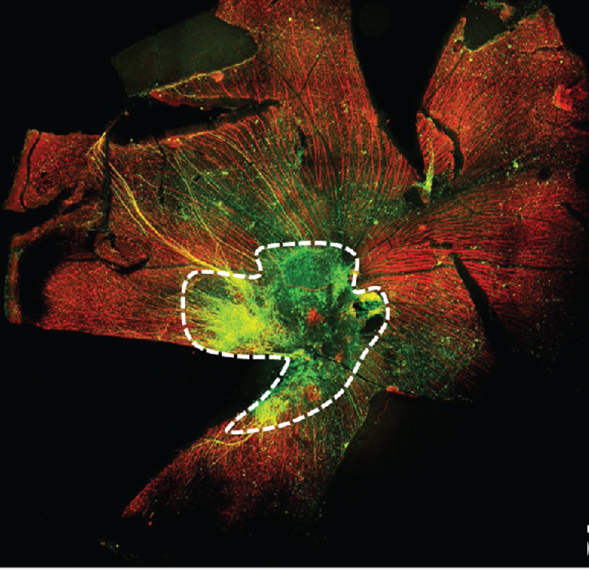Cell Guidance Systems tweet media